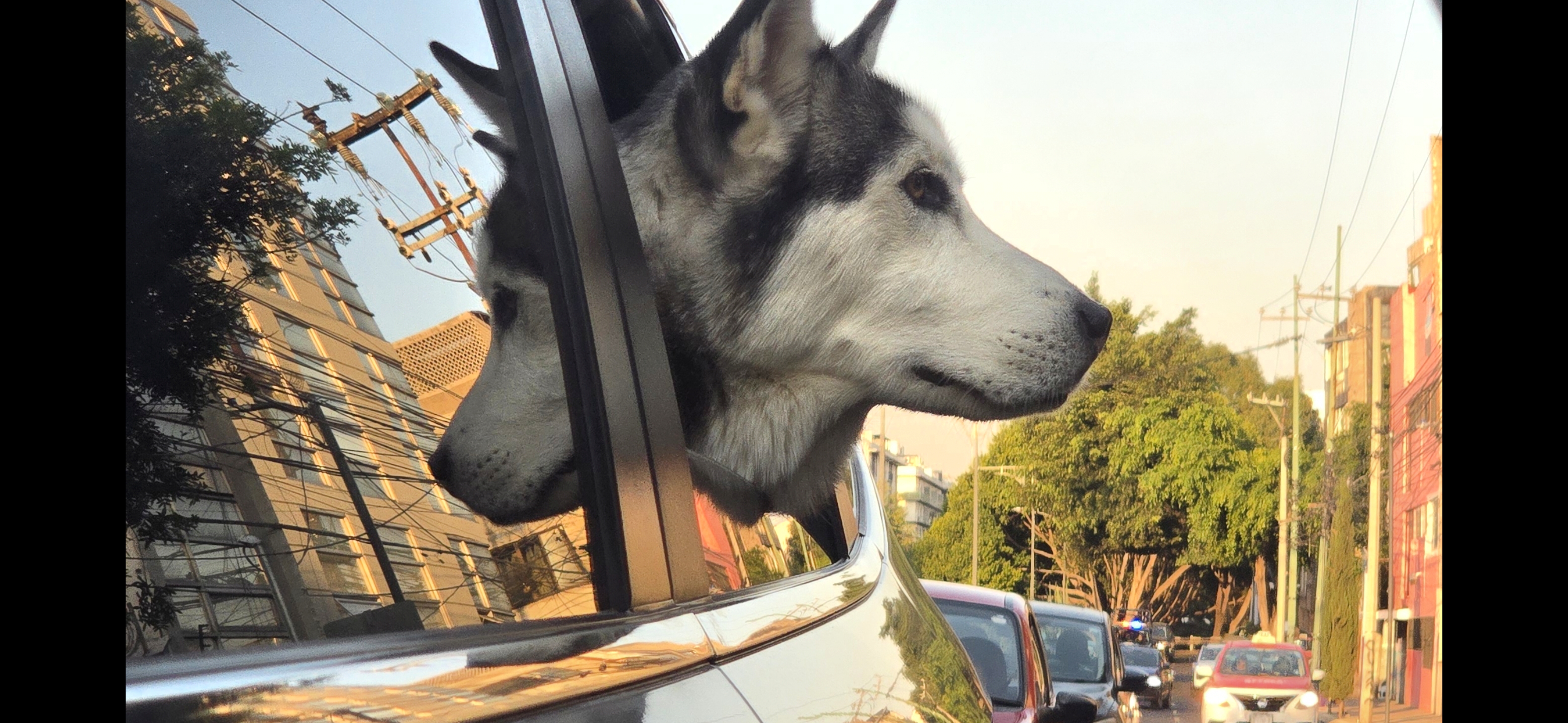 Tratamiento Santuario y Mascotas Husky